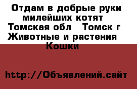 Отдам в добрые руки милейших котят - Томская обл., Томск г. Животные и растения » Кошки   